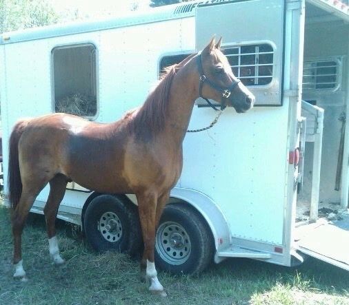 horse next to trailer