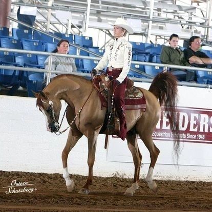 Horse and rider in a show ring, competing