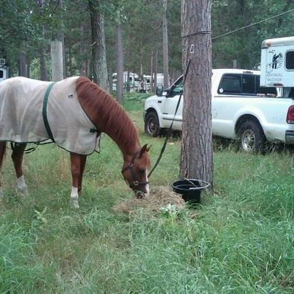 Kommander eating breakfast that morning